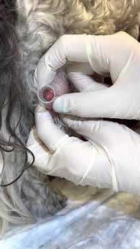 Cryotherapy on a dog with sebaceous adenomas.