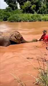 16 reactions | This is natural’s purest kindness #fyp #elephant #animals #heartwarming #Love #cute #pet #usa | Loveanimals69 | Facebook