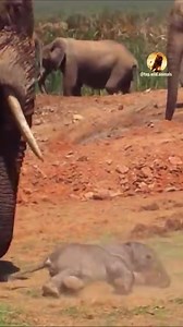 7.4K views · 151 reactions | #wildlife #animals #wildanimals | Wild Live Show | Facebook