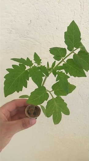 Do not throw away your coffee capsules anymore, use them in gardening ll Reuse capsules coffee