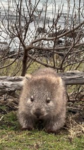 Bringing this Monday energy in hot #wombat #conservation #happymonday #thenaturefoundation #tnf 🎬 by @animals.of.tasmania | The Nature Foundation