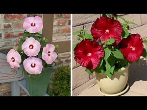 Roberta's 1-pc Honeymoon Hibiscus 4-in-1 Better Together Live Plant on QVC