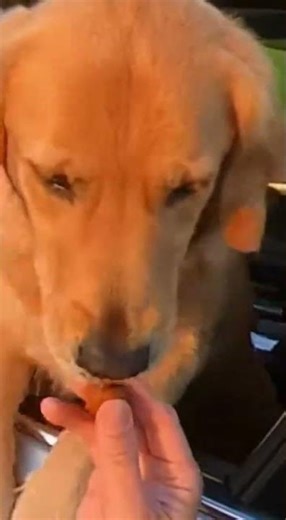 Honk in the Car: Goofy Park Pooch