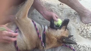 Beach, the sound of the waves and dogs!! Sounds pretty magical! Nate loves it too so if you want a beach loving dog, he is the right dog for you! | Cayman Islands Humane Society