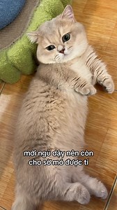 ảnh mà tỉnh gòi thì đố mà đụng được 🤣 @Lat này Te kia #tenLattenhunglaconmeo #meochanngan #munchkin #cutecat #viral