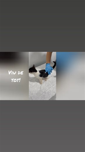 Pe 17 octombrie era lăsat să moară în stradă. Azi este așa cum îl vedeți în videoclip. Echipa de la Praxis Vetlife și doctorul lui curant Diana Nicolae au tras cu dinții pentru că Tomiță să nu moară. Și ghiciți ce? N-a murit! Iată-l mai viu decât a fost vreodată! Ca urmare a problemelor avute a dobândit o problemă de piele, fiind imunosupresat, însă iată rezultatul! E viu și iubitor. Toate bune și frumoase, dar viețile se salvează cu muncă, eforturi și bani. Depunem toate eforturile posibile, mu