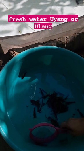 Uyang ng Romblon or Ulang #trapalpond #ulangfarming #adsonreels #fbreelsfypシ゚ #fypシviralシ2025 #followersreels #starseverywhereシ #adsonreelsinvitation #adsonreelsmonetization #everyonehighlightsfollowers Part 6 | Arben Martinez