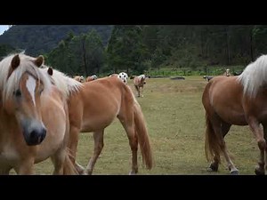 Fernances Creek Haflingers - The Herd