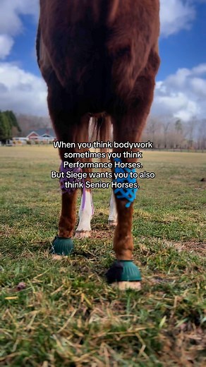 Senior horses L O V E kinesiology tape! How cool is that they can have 24/7 relief and support from hard to tend to places like their knees or hocks. Also if you book with me I give Senior horses a Senior discount. Your Senior horse has done so much for you and now you can keep helping them feel their best in their golden age ✨🫶 #equinekinesiologytaping #equinetherapy #seniorhorse | Sinfully Good Equine