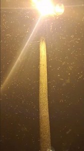 When Midge Flies Swarm #nature #insects #flies #spawn #bugs