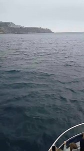 Bottle nose dolphins off Rosia bay Gibraltar | Dolphin Safari Gibraltar The BLUE boat.
