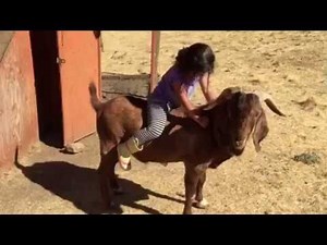 Girl Riding a 350 pound Buck Goat-part2