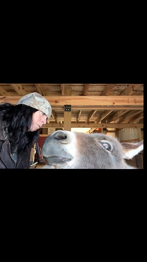Barney time! He has to come and get love while I am cleaning next to him. He knows he is usually next. #reels #barney #onehappyassfarm #donkeys #sweet #mommasboy #boop #kiss | One Happy Ass Farm