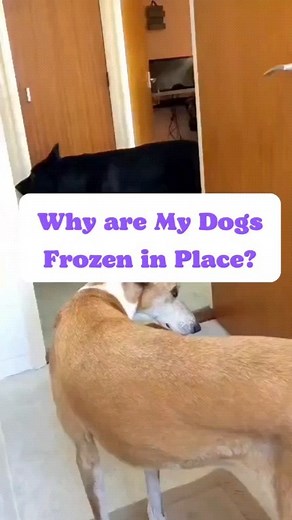 Dog Body Language. Dogs use body language to communicate their emotions and intentions. Understanding their body language can help you better understand and communicate with your furry friend. Here are some common signals to look for: Tail position: A wagging tail doesn't always mean a happy dog. A high and stiff tail indicates a dog that is alert or potentially aggressive, while a low tail that wags widely from side to side suggests a relaxed, happy dog. Ear position: Ears that are pricked forw