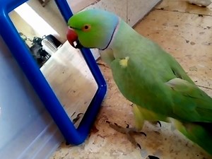 Parrot talking to mirror | Parrot speaking Mithu | BIRD 24