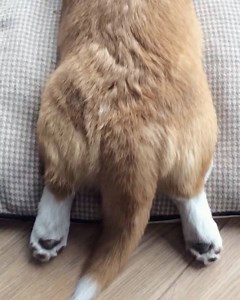 Sploot! 🐾 | Oliver the Corgi