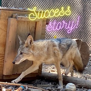 This juvenile male coyote was successfully rescued, rehabilitated, and released! It was transferred to Sierra Wildlife Rescue to join up with a single female. They will both be released together as they do much better with a buddy. Thank you to all #wildlifeheroes #rescuerehabrelease #laketahoe #LTWC #laketahoewildlife #coyote #successstory #LakeTahoeWildLifeCenter | Lake Tahoe Wildlife Care, Inc.