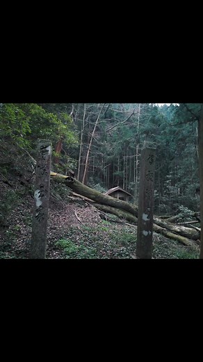 廃集落「神子原(みこはら)」にある神社。 GoogleMap 記載なし。 一対の石柱に、かつては注連縄が渡され、鳥居の役割を担っていたと考えられる。縄がないのは離村で「閉じる」儀式を行ったためか。 社殿への参道が大きな倒木で遮られているのが味があっていい ね(>ᴗ