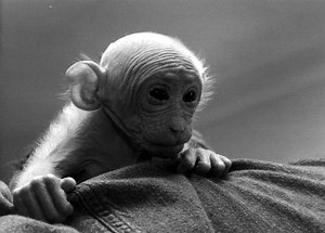 Britches ~ the story