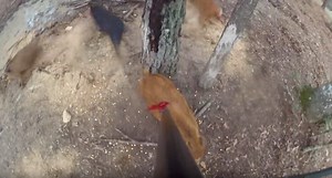 Intense Footage of Hog Hunting with a Spear
