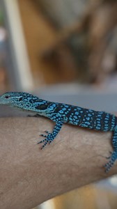 48K views · 923 reactions | Varanus macraei własna hodowla  | RAPTOR | Facebook