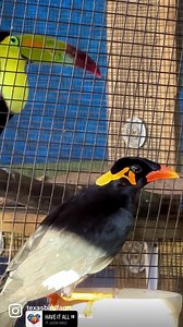 Greater Hill Myna (Gracula religiosa intermedia) | Texas Bird Farm
