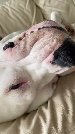 What do you do on the weekends? #longweekendfun #walkoutside #walkinthewoods ##dogoargentino #dogosofinstagram #argentinanmastiff #mastiff #dogoargentinoworld #dogopuppy #workingdog #hogdog #dongocho #gochito #gocho #lunakeju #2dogos1dachshund #dogoargentino_society #dogopower #findingnwa | Don Gocho & Ati