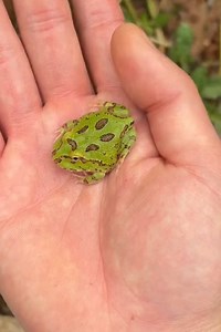 Rainbow Turtle and Mystery Frog Found in Hidden Creek