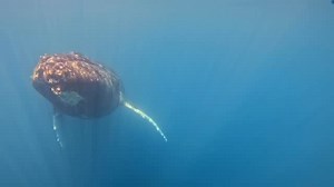 47 reactions · 6 comments | I created a beautiful underwater video of...