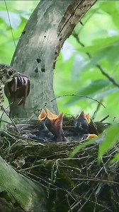 Thrush Parents Working Tirelessly to Satisfy Their Nestlings and Appetites #pet #birds #animallover #birdlovers #birdwatching #birdlife #viralreels | Baby Bird Bites