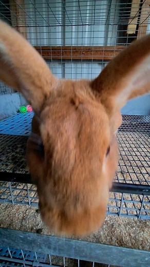 Friendly boy 💚 #newzealandrabbits #RedRabbit #rabbitry #ARBA #farmlife #babybunnies #rabbitrylife #babybunny #rabbits #smallbusinessbigdreams #newzealand | Baggins Rabbitry