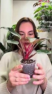 Tgk: angelinasusv Another quick transplant of Philodendron Pink Birkin 🪴 #houseplants