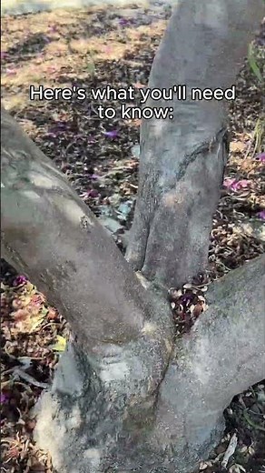 Desert Willow for Southern California Gardens #californiagardening #nativeplants #southerncalifornia
