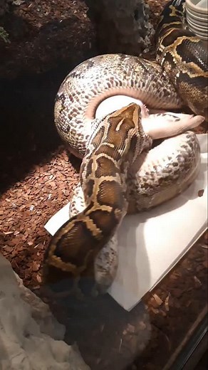 @fabian.zeitz on Instagram: "#enclosure #terraristik #tigerpython #burmesepython #reptilekeeper #amazing #terrariumbau #reptilesoftiktok #tiktok #tiktokgermany #python #snake #tooltime #work #exoticpets #wow #terrarium #viral #viraltiktok #foryou #4u #schlange #kiss #love #foryoupage #passion #exotic #fy #fypシ #fypageシ"