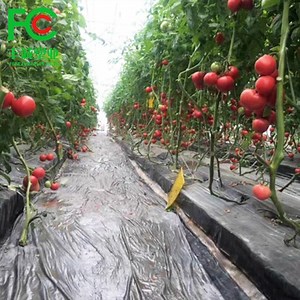 Perforated Plastic Mulch Film Black Silver Color for Agricultural Plantation