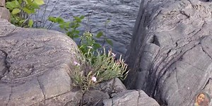 Juliet Summer Dance in the Sun1