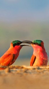 Southern Carmine Bee-eater: Africa’s Spectacular Avian Acrobat! 🌍🐦 #BirdWatching #NatureLovers. The Southern Carmine Bee-eater, with its vibrant plumage of crimson and turquoise, graces the savannas and woodlands of southern Africa. Known for its aerial acrobatics and distinctive calls, it preys on flying insects, including bees and wasps, in dazzling displays of agility. Often found in large colonies, they excavate tunnels in riverbanks for nesting, creating bustling communities during the br