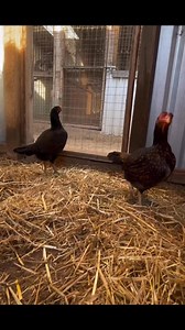 LA LÍNEA ASIL PLUMER | El gallo fino