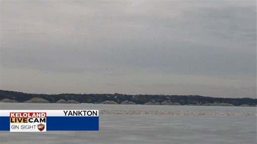 1K views · 26 reactions | Check out our LIVE Cam in Yankton this morning! The migratory birds are sure nice to see. https://trib.al/qX6xOuK #kelowx | KELOLAND Weather | Facebook