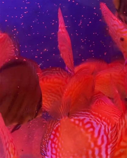 Grubs Up Ladies & Gents Feeding some of our mature Stendker Discus stock in quarantine!! We have some stunning Stendker Discus in stock. When they are gone, they really are gone ! Don’t miss out 😊 | Exotic Aquatics Belfast