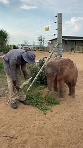 Monday Memory! Excuse me, knock knock, would you kindly drink your milk now? 💓🐘 A flashback to 2020 with Herman and Khanyisa as her patient carer tries to feed the little calf a milk bottle. Khanyisa is clearly more interested in the nibbly bits on the ground. 🌱 | HERD - Hoedspruit Elephant Rehabilitation and Development