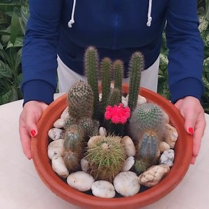12K views · 1.3K reactions | How to Make a Cactus Dish Garden  #cactuslover #cactus #cactusgarden #cactusflower #cactusysuculentas #cactuslover #garden #gardening #gardenlife #gardenideas #gardendesign #gardendesign #gardeninspiration #gardeninspiration #gardening #gardendecor #Plantas #plantasdecasa #plantsofinstagram #plantlover #plantbased #beautiful #indoorplants #beauty #gardendesign #plants #houseplants #house #plantsmakepeoplehappy #gardeninspiration | Decor & Beauty | Facebook