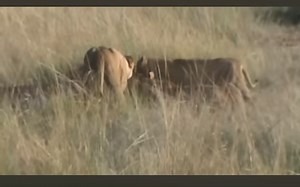 ￼ lion 🦁 takedown zebra 🦓 part 135 | Gavin Gordon