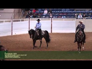Fortunate Heir -- 2004 Arabian Western Pleasure Gelding For Sale