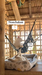 Nonchalant vs OA na kapatid 🤣🤣 #cat #cats #catlover #catlovers #catloversclub #cutecat #cutecats #FunnyCats #catlife #catlove #catoftheday | Callie and Fluffy