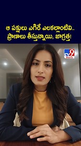 7.1K views · 24 reactions | ఆ పక్షులు ఎగిరే ఎలకల్లాంటివి.. ప్రాణాలు తీస్తున్నాయి, జాగ్రత్త! -TV9 #tv9telugu #birds #Pigeons #latestnews | TV9 Telugu | Facebook