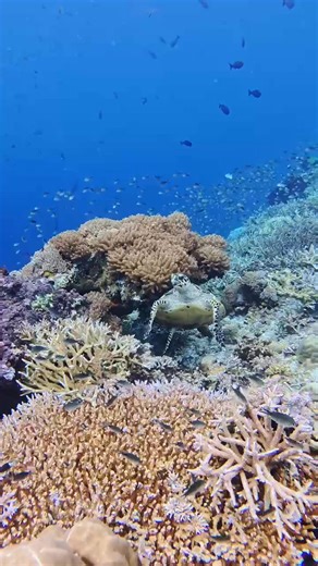 Marine Megafauna Foundation: SE Asia on Reels