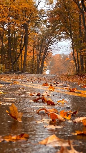 beauty of autumn🥰🥰🥰🥰🥰 #cupcakedecorating #AutumnWhispers #foryoupagereels #followersreelsfypシ゚viralシfypシ゚viralシ | Autumn Lee