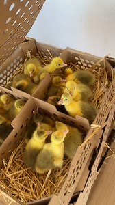 91K views · 1.6K reactions | Boboceii ! ! ! | Puterea Iubirii | Facebook