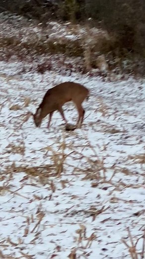 637K views · 5.4K reactions | These are the last days of pre-breeding...